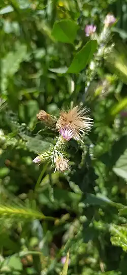 Carduus arabicus • تاتاری عربی