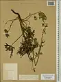 Delphinium crispulum • زبان‌پس‌قفای فردار