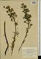 Delphinium crispulum • زبان‌پس‌قفای فردار