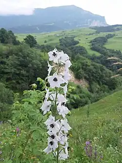 Delphinium crispulum • زبان‌پس‌قفای فردار
