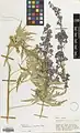 Delphinium crispulum • زبان‌پس‌قفای فردار