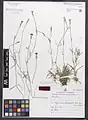 Dianthus mazanderanicus • میخک مازندرانی