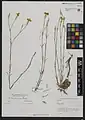 Dianthus szowitsianus • میخک خویی