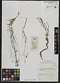 Dianthus szowitsianus • میخک خویی