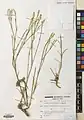 Dianthus szowitsianus • میخک خویی