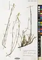 Dianthus szowitsianus • میخک خویی