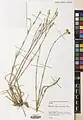 Dianthus szowitsianus • میخک خویی