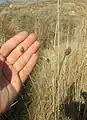 Cephalaria transsylvanica • سردار مغانی