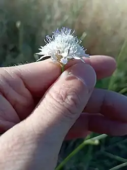 Cephalaria transsylvanica • سردار مغانی