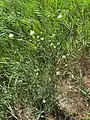 Cephalaria transsylvanica • سردار مغانی