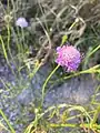 Cephalaria transsylvanica • سردار مغانی