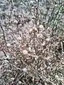 Cephalaria transsylvanica • سردار مغانی