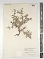 Prunus erioclada • بادام پرسپولیسی