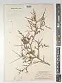 Prunus erioclada • بادام پرسپولیسی