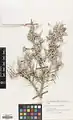 Prunus erioclada • بادام پرسپولیسی