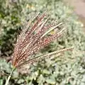 Chloris barbata • چمن مقدس ریش‌دار