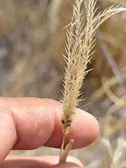 Chloris virgata • علف پنجه سر