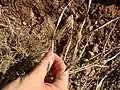 Chloris virgata • علف پنجه سر