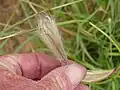 Chloris virgata • علف پنجه سر
