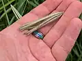 Chloris virgata • علف پنجه سر