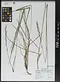 Brachypodium pinnatum • چمنجاروی جنگلی ژاپنی