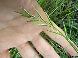 Brachypodium pinnatum • چمنجاروی جنگلی ژاپنی