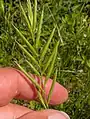 Brachypodium pinnatum • چمنجاروی جنگلی ژاپنی