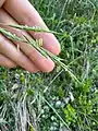 Brachypodium pinnatum • چمنجاروی جنگلی ژاپنی