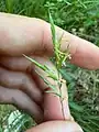 Brachypodium pinnatum • چمنجاروی جنگلی ژاپنی