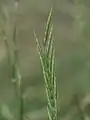Brachypodium pinnatum • چمنجاروی جنگلی ژاپنی