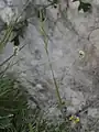 Brachypodium pinnatum • چمنجاروی جنگلی ژاپنی