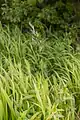 Brachypodium pinnatum • چمنجاروی جنگلی ژاپنی