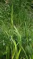Brachypodium pinnatum • چمنجاروی جنگلی ژاپنی