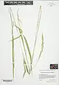Brachypodium pinnatum • چمنجاروی جنگلی ژاپنی