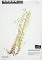 Brachypodium pinnatum • چمنجاروی جنگلی ژاپنی