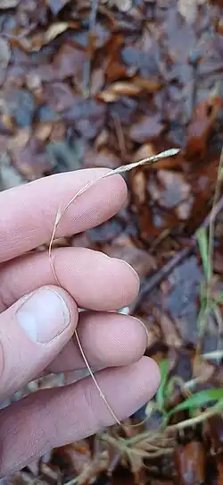 Brachypodium sylvaticum • چمن‌جاروی جنگلی