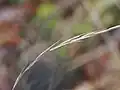 Brachypodium sylvaticum • چمن‌جاروی جنگلی