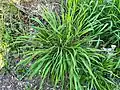 Brachypodium sylvaticum • چمن‌جاروی جنگلی