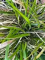 Brachypodium sylvaticum • چمن‌جاروی جنگلی