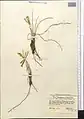 Iris loczyi • زنبق هزارمسجدی