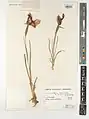 Iris barnumiae • زنبق ارومیه‌ای