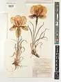 Iris barnumiae • زنبق ارومیه‌ای