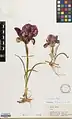 Iris barnumiae • زنبق ارومیه‌ای