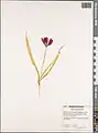 Tulipa armena • لاله ارمنیا