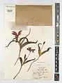 Tulipa armena • لاله ارمنیا