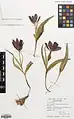Tulipa armena • لاله ارمنیا