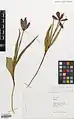 Tulipa armena • لاله ارمنیا