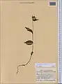 Epipactis persica • خربقی ایرانی