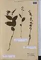 Epipactis persica • خربقی ایرانی