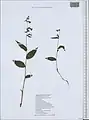 Epipactis persica • خربقی ایرانی